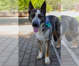 German Shepherd Dog Dogs for adoption in Rocky Point, NC, USA