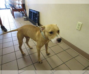 Labrador Retriever-Unknown Mix Dogs for adoption in Ocala, FL, USA
