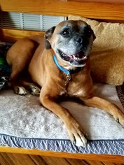 Boxer Dogs for adoption in Lovingston, VA, USA