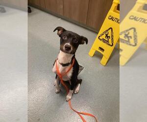 Labrador Retriever-Unknown Mix Dogs for adoption in Baytown, TX, USA