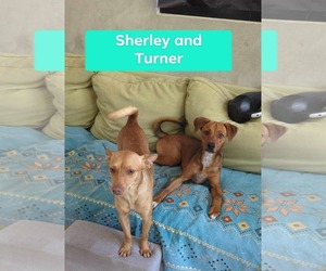 Mutt Dogs for adoption in Virginia Beach, VA, USA
