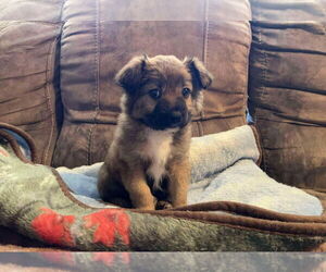 Mutt Dogs for adoption in Grafton, WI, USA