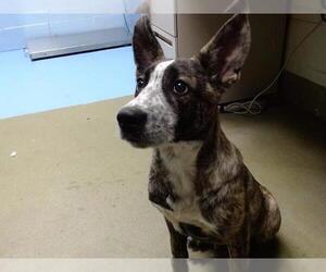 Siberian Husky-Unknown Mix Dogs for adoption in Moreno Valley, CA, USA