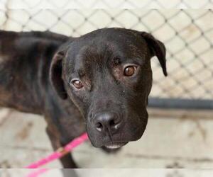 American Pit Bull Terrier-Unknown Mix Dogs for adoption in Tulsa, OK, USA