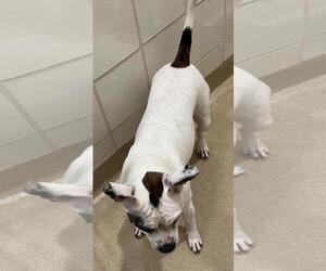 Boston Terrier-Unknown Mix Dogs for adoption in Derwood, MD, USA