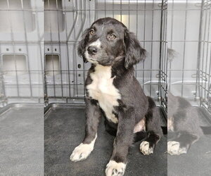 Mutt Dogs for adoption in Blairsville, GA, USA