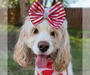 Cocker Spaniel Dogs for adoption in Arlington, VA, USA