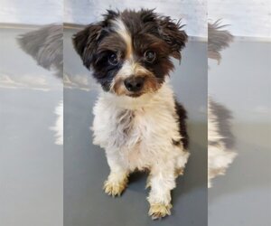 Maltipoo (Toy) Dogs for adoption in Santa Clarita, CA, USA