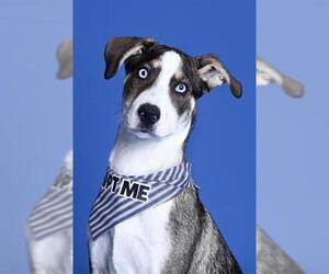 German Shepherd Dog-Siberian Husky Mix Dogs for adoption in West Valley, UT, USA