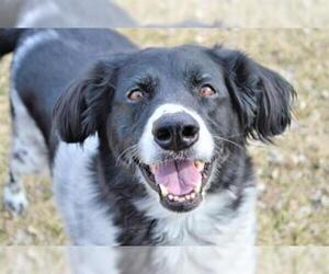Border Collie Dogs for adoption in Olathe, KS, USA