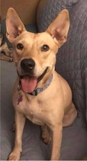 Carolina Dog Dogs for adoption in Southampton, NY, USA