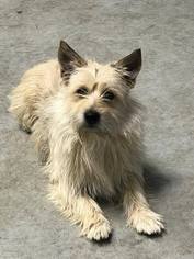 Cairn Terrier Dogs for adoption in Mukwonago, WI, USA