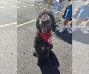 Poodle (Standard) Dogs for adoption in Fenton, MO, USA