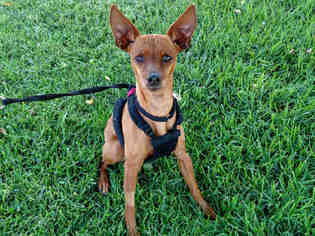 Miniature Pinscher Dogs for adoption in San Clemente, CA, USA