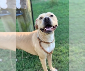 American Pit Bull Terrier-Labrador Retriever Mix Dogs for adoption in Graniteville, SC, USA