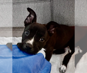 Labrador Retriever-Unknown Mix Dogs for adoption in Dana Point, CA, USA