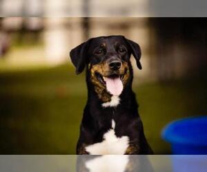 Australian Shepherd Dogs for adoption in Orlando, FL, USA