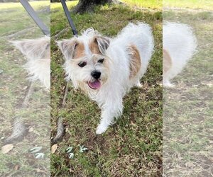 Cairn Terrier-Unknown Mix Dogs for adoption in Rockwall, TX, USA