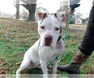 American Bulldog Dogs for adoption in Warwick, RI, USA
