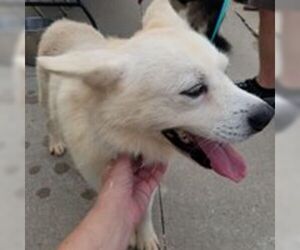 Shiba Inu-Unknown Mix Dogs for adoption in Knoxville, IA, USA