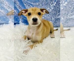 Retriever -Unknown Mix Dogs for adoption in Clarkesville, GA, USA