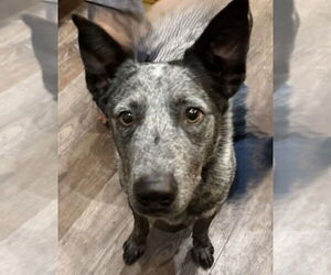 Mutt Dogs for adoption in Canton, CT, USA