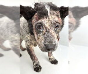 Mutt Dogs for adoption in Houston, TX, USA