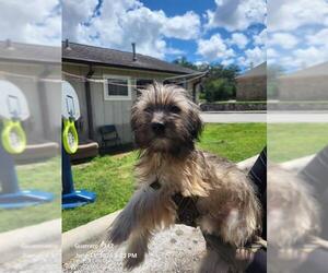 Maltese-Unknown Mix Dogs for adoption in San Antonio, TX, USA