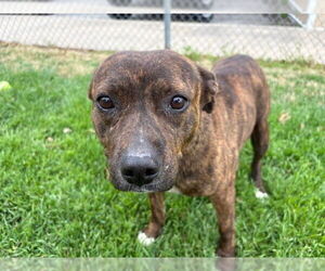 American Pit Bull Terrier-Unknown Mix Dogs for adoption in Tulsa, OK, USA