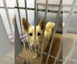 German Shepherd Dog Dogs for adoption in Martinez, CA, USA