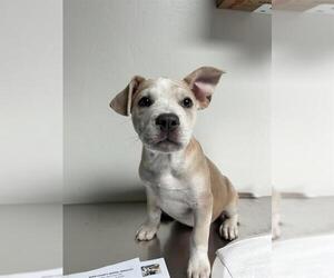 American Pit Bull Terrier-Unknown Mix Dogs for adoption in Bakersfield, CA, USA