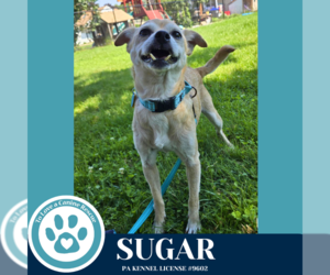 Chihuahua-Unknown Mix Dogs for adoption in Kimberton, PA, USA