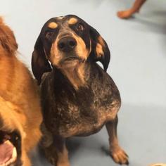 Bluetick Coonhound Dogs for adoption in Evansville, IN, USA