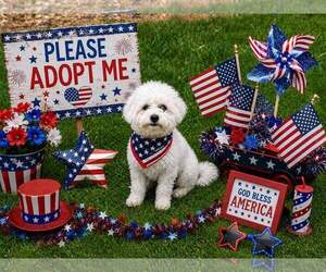 Maltese Dogs for adoption in Yardley, PA, USA