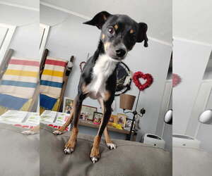 Chihuahua-Unknown Mix Dogs for adoption in Topeka, KS, USA