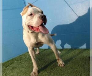 American Staffordshire Terrier Dogs for adoption in Orlando, FL, USA