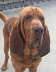 Bloodhound Dogs for adoption in Shaftsbury, VT, USA