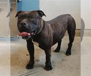 American Pit Bull Terrier Dogs for adoption in Camarillo, CA, USA