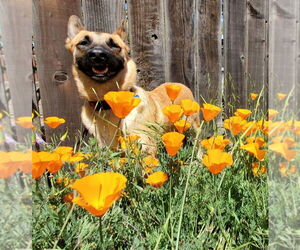 Mutt Dogs for adoption in Fresno, CA, USA