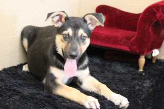 Medium Photo #1 Shollie Puppy For Sale in Phoenix , AZ, USA