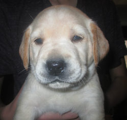 Medium Photo #1 Labrador Retriever Puppy For Sale in Machesney Park, IL, USA