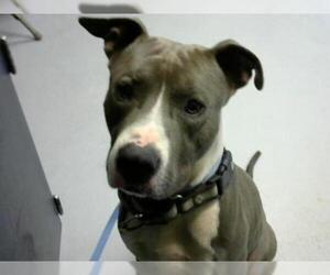 American Pit Bull Terrier Dogs for adoption in Fayetteville, NC, USA