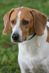 Medium Photo #1 Beagle-Unknown Mix Puppy For Sale in Miami, FL, USA