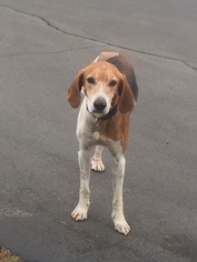 Treeing Walker Coonhound Dogs for adoption in Menifee, CA, USA