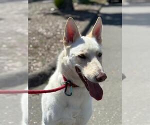 German Shepherd Dog Dogs for adoption in Camarillo, CA, USA