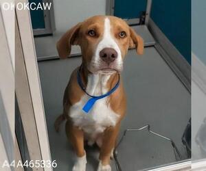 Mutt Dogs for adoption in Oklahoma City, OK, USA