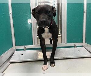 American Pit Bull Terrier-Unknown Mix Dogs for adoption in Oklahoma City, OK, USA