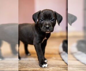 Labrador Retriever-Unknown Mix Dogs for adoption in Evansville, IN, USA