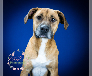 Boxador Dogs for adoption in Tupelo, MS, USA