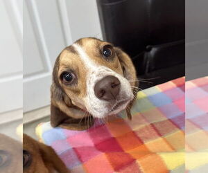 Beagle Dogs for adoption in Rockaway, NJ, USA